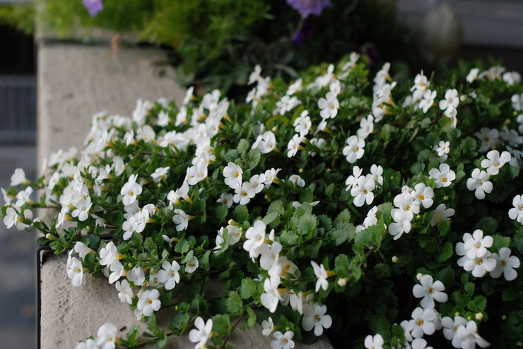 Bacopa - poussant à partir de graines. Planter et entretenir Bacopa en extérieur. Description, types. Une photo