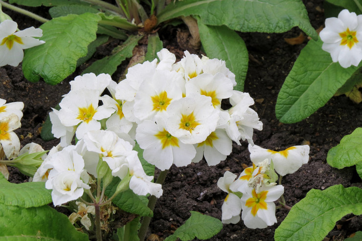 Cultiver du bacopa en extérieur