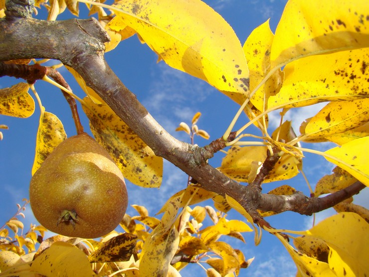 Soin des poires en automne et préparation pour l'hiver