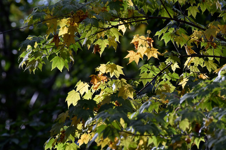 Érable à petites feuilles