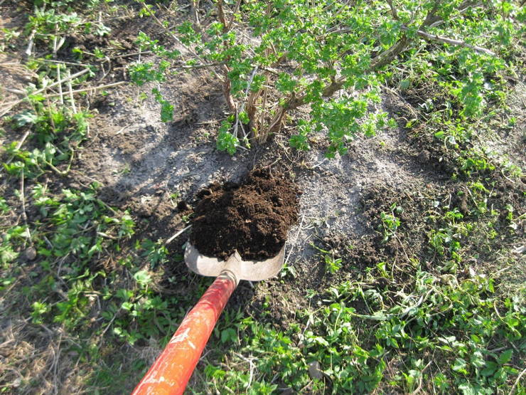 La qualité et la quantité de la récolte, ainsi que sa stabilité au fil des ans, dépendent du site de plantation de la groseille à maquereau.