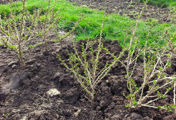 Règles de préparation du sol et processus de plantation