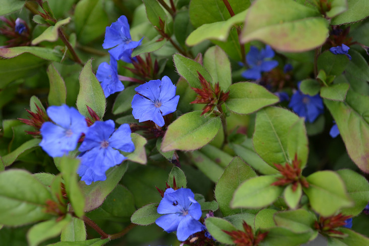 Plomb Ceratostigma