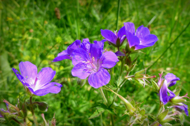 Géranium des prés