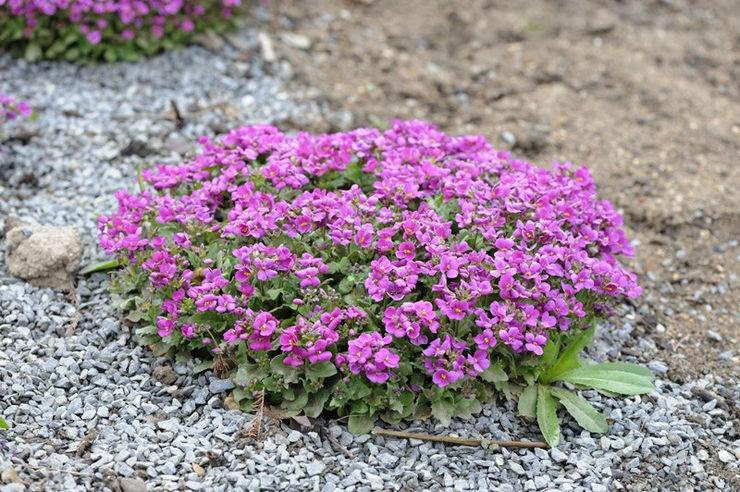 Les plantes couvre-sol les plus brillantes pour le jardin