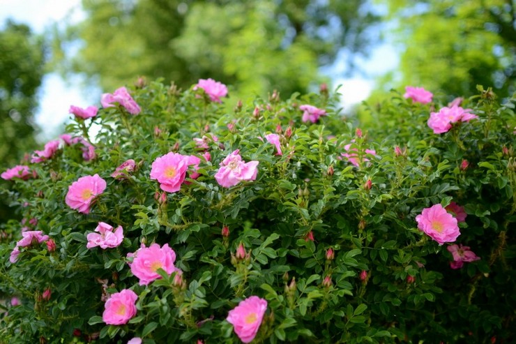 L'utilisation d'églantier dans la conception de jardin