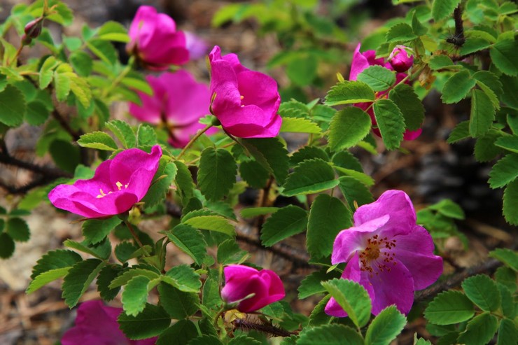 La rose musquée est une rose sauvage. Églantier culturel: description, espèces, variétés et hybrides modernes