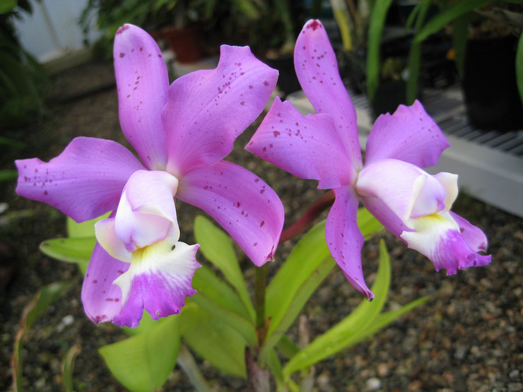 Orchidée Cattleya - soins à domicile. Culture, transplantation et reproduction de Cattleya. Description, types. Une photo