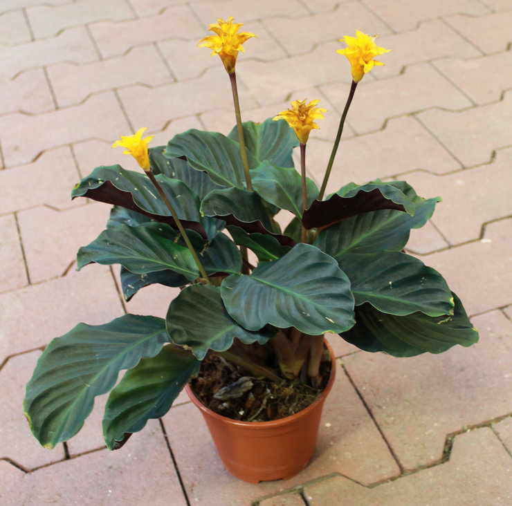 Une plante à fleurs a particulièrement besoin d'une alimentation complexe.