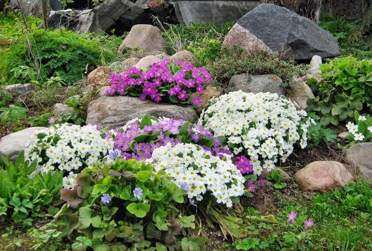 Types et variétés de plantes pour un toboggan alpin