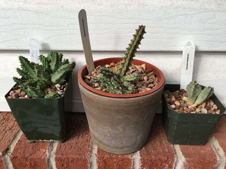 Pendant les mois les plus chauds (mai à fin septembre), la guernia peut être placée sur un balcon ou un jardin.