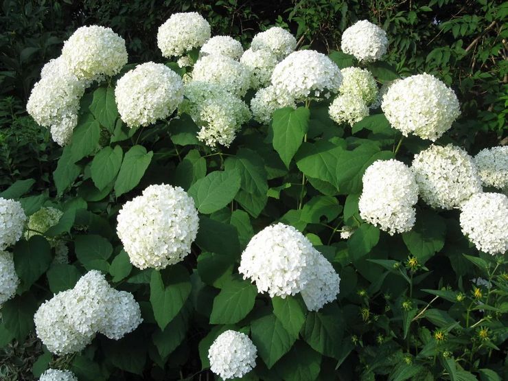 Hortensia Annabelle