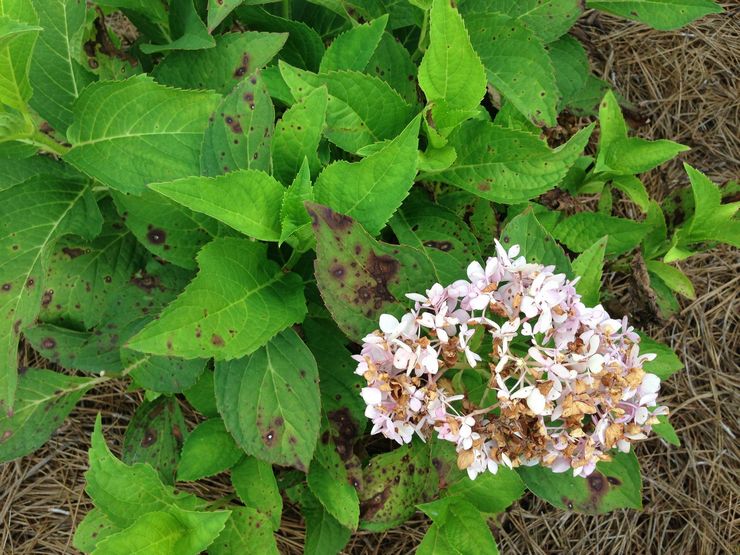 Maladies et ravageurs de l'hortensia