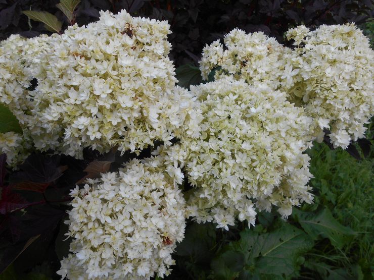 Hortensia arbre Hayes starburst