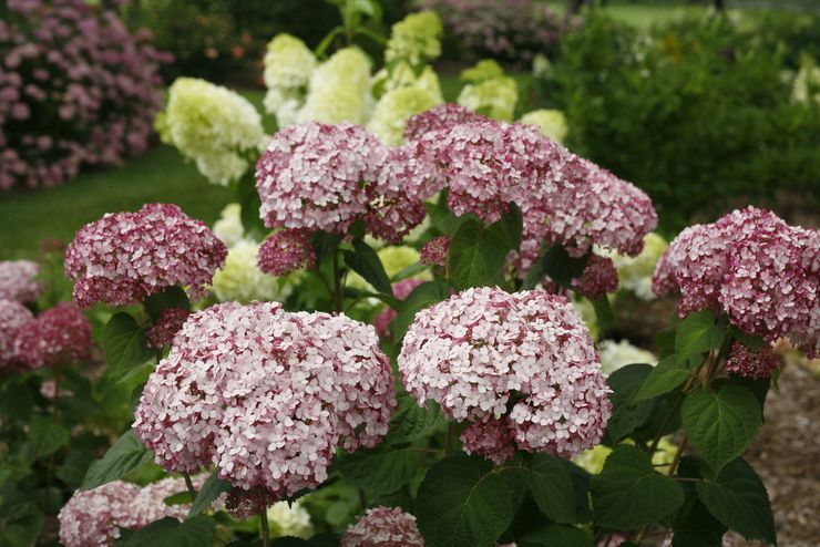 Hydrangea arborescente Incredibol