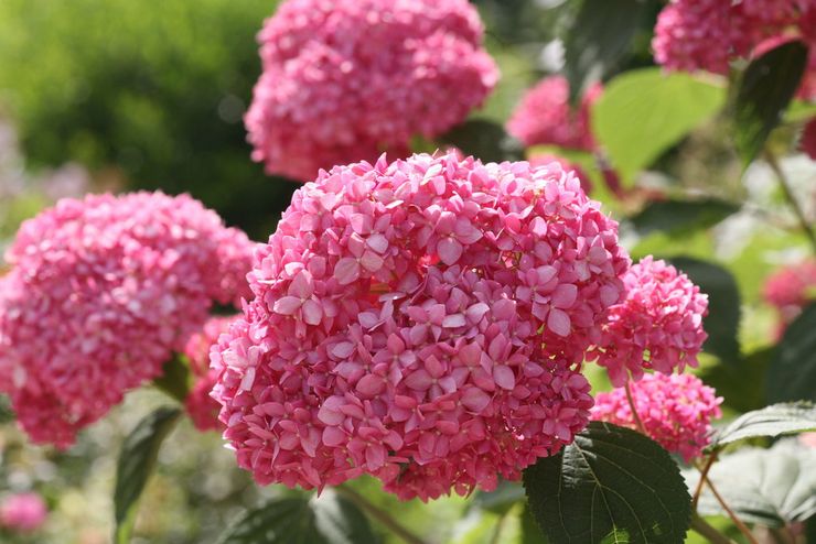 Hortensia Invincibelle