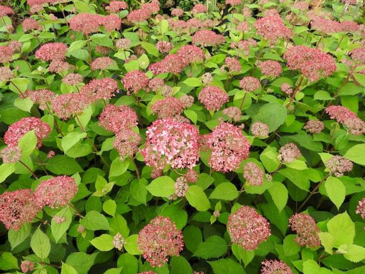 Hortensia arborescente rose pinkushen