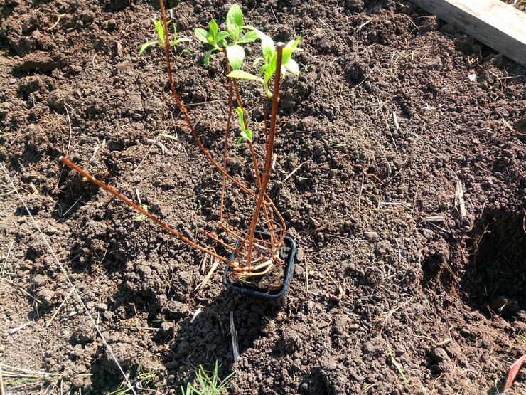 Planter un hortensia en pleine terre