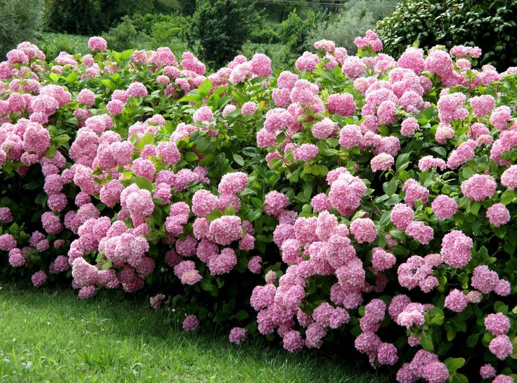 Plante d'arbre d'hortensia