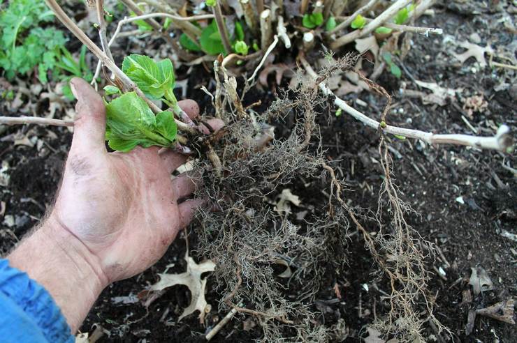 Diviser un buisson d'hortensia d'arbre