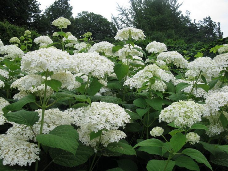 Hortensia arbre Sterilis