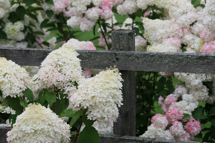 Entretien du jardin de l'hortensia d'arbre