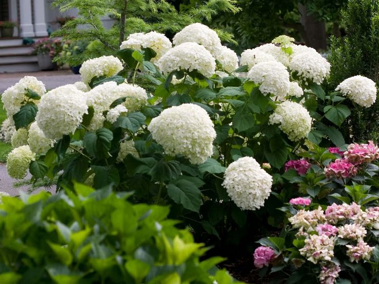 Soins des hortensias