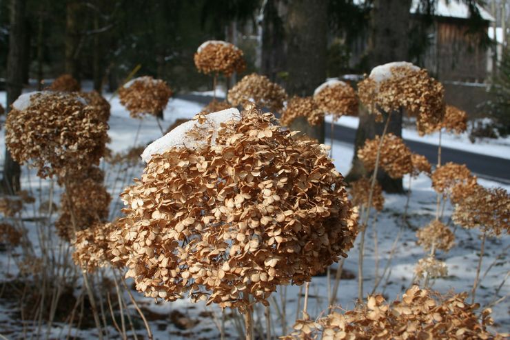 Arbre d'hortensia d'hivernage