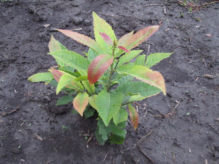 Planter et entretenir des plants de châtaigniers