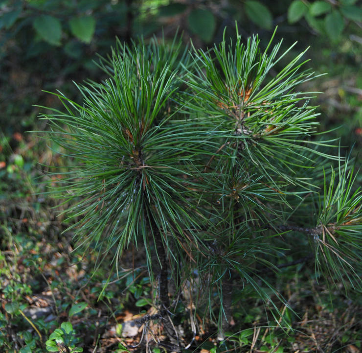 Planter des plants de cèdre de Sibérie