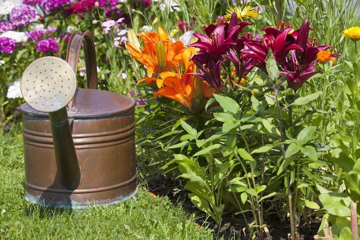 Top dressing de lis au printemps. Quoi et quand nourrir les lis pendant la floraison