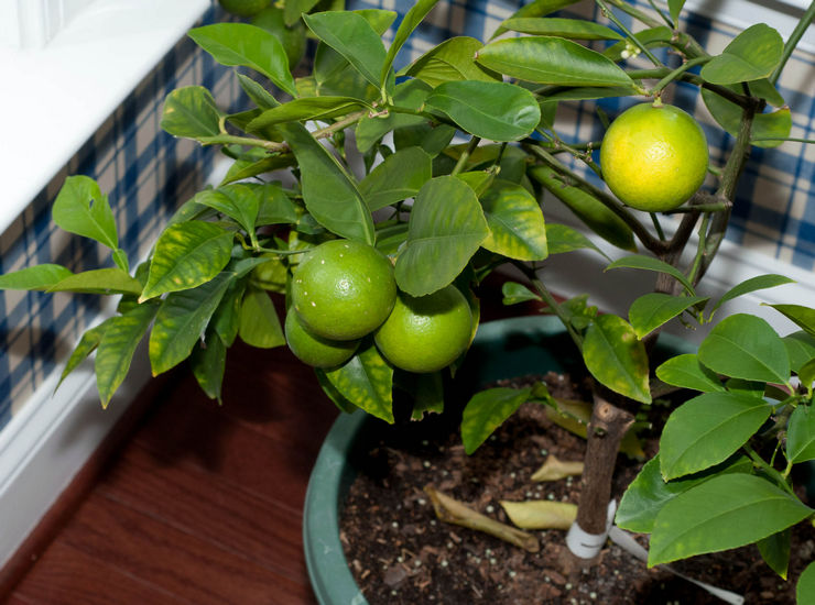 Engrais pour le citron. Comment nourrir le citron à la maison