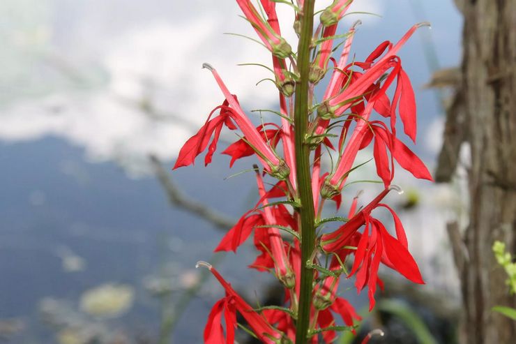 Lobelia violet