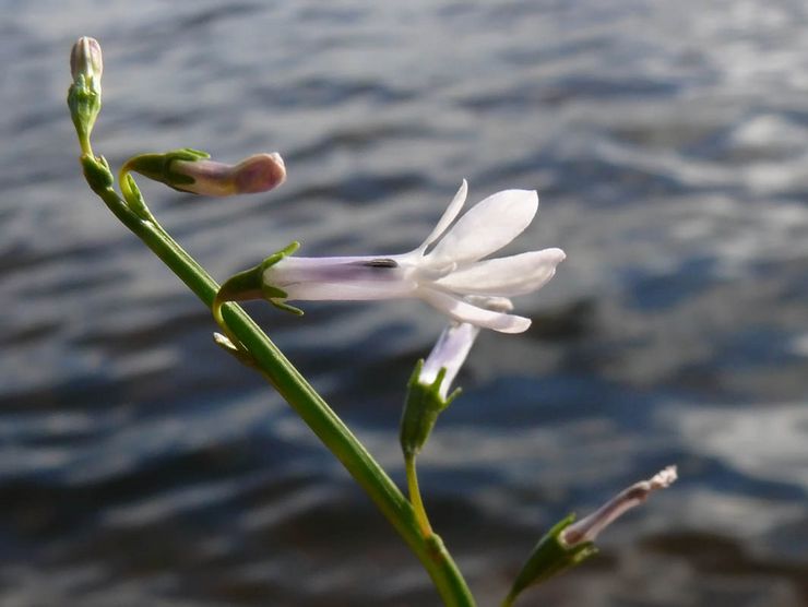 Lobelia Dortman