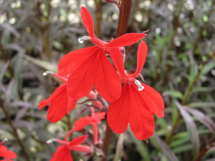 Lobelia brillant