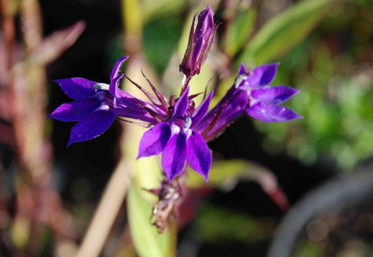 Lobelia Gherardi