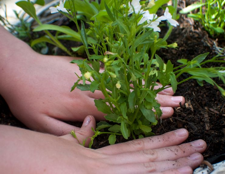 Planter des lobélies en extérieur