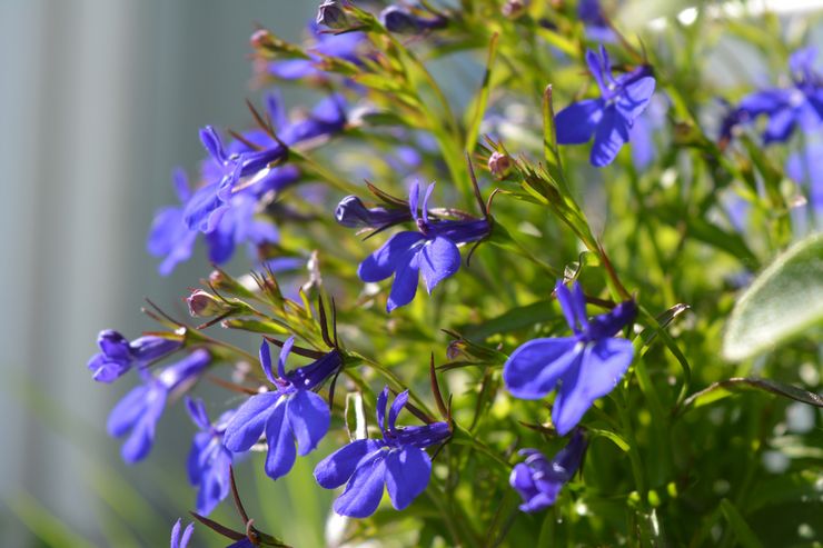 Usine de Lobelia