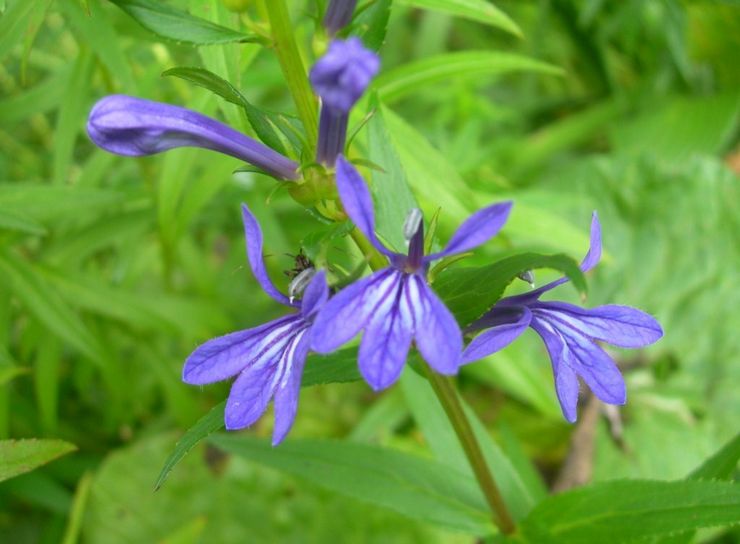 Lobelia sessile