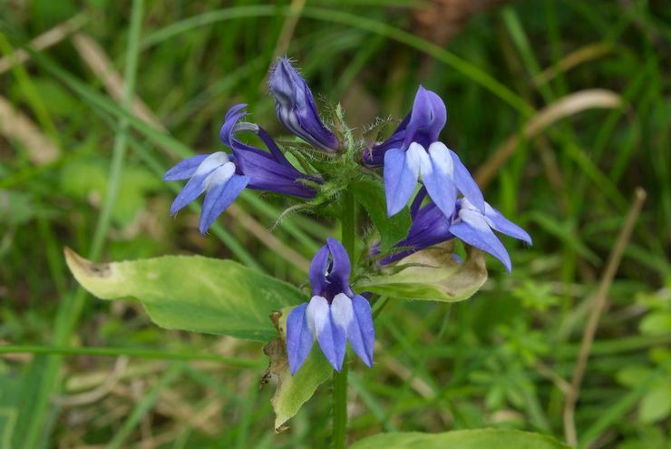 Bleu Lobelia