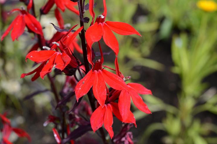 Lobelia belle