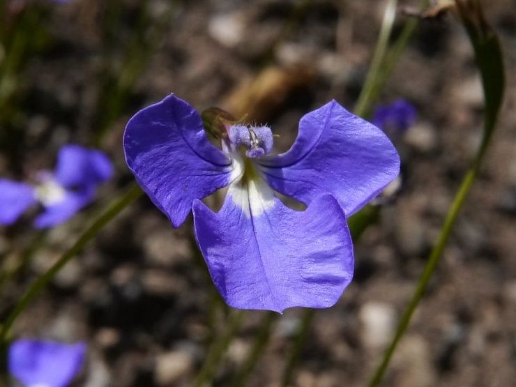 Lobelia est la plus fine