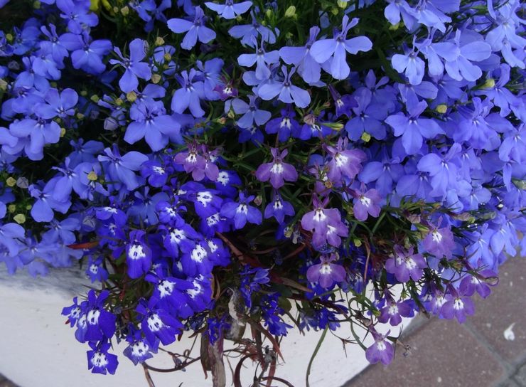 Soins Lobelia dans le jardin