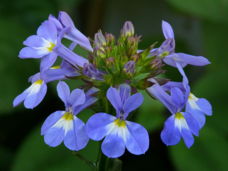 Lobelia forte