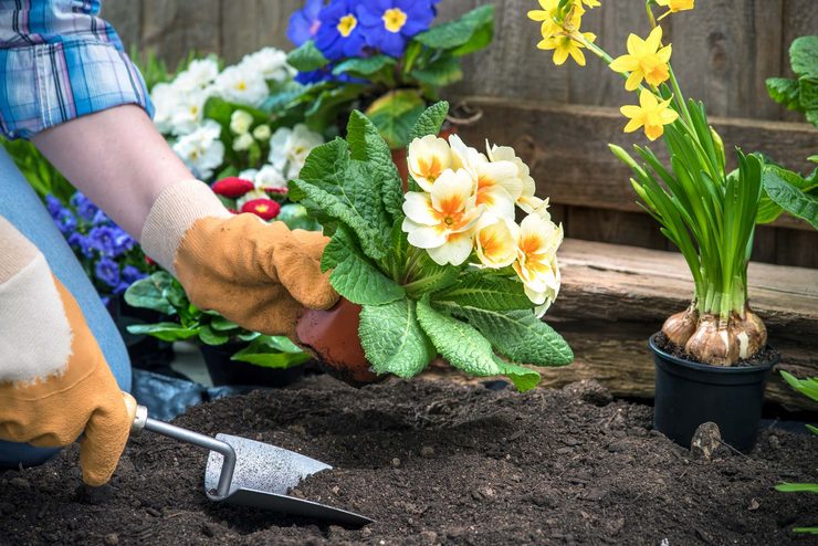 Planter des fleurs pour les semis. Cultiver des semis de fleurs, semer des graines pour les semis