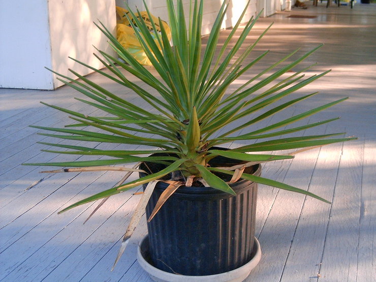 Yucca: les feuilles jaunissent et sèchent, que dois-je faire?