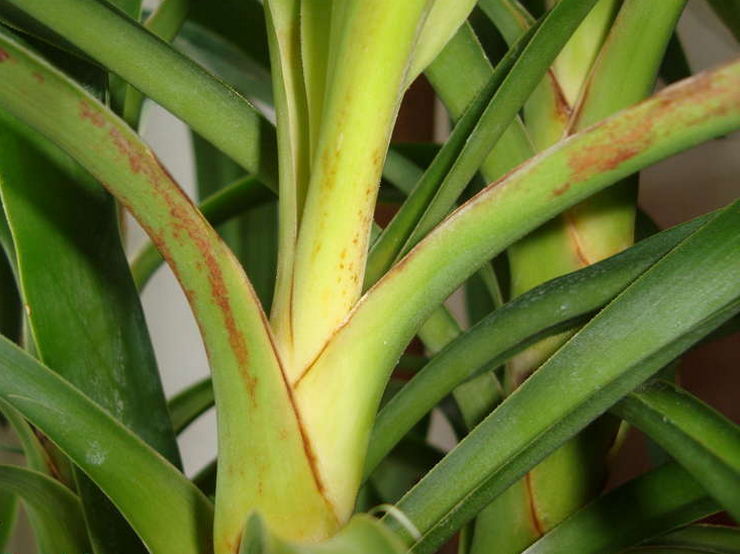 Changer le lieu de culture d'une plante