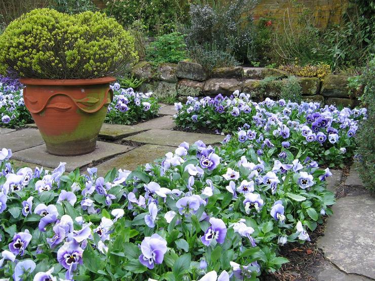 Choisir des plantes pour les bordures. Fleurs de bordure: sélection de plantes vivaces et annuelles