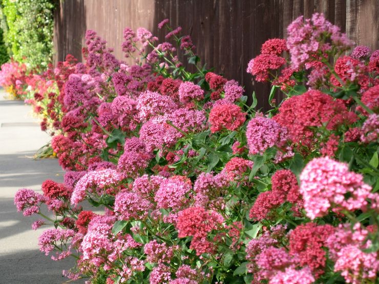 Soin extérieur pour kentranthus