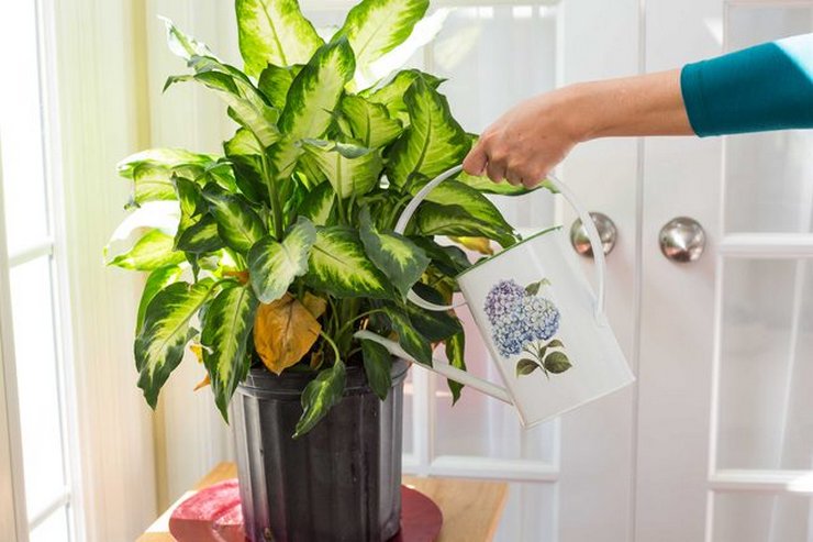 L'état et la couleur de la masse foliaire de dieffenbachia dépendent du volume et de la fréquence d'arrosage